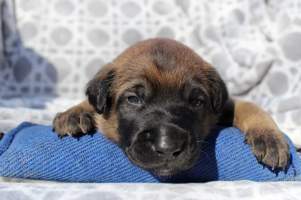 “B” Litter photo 27