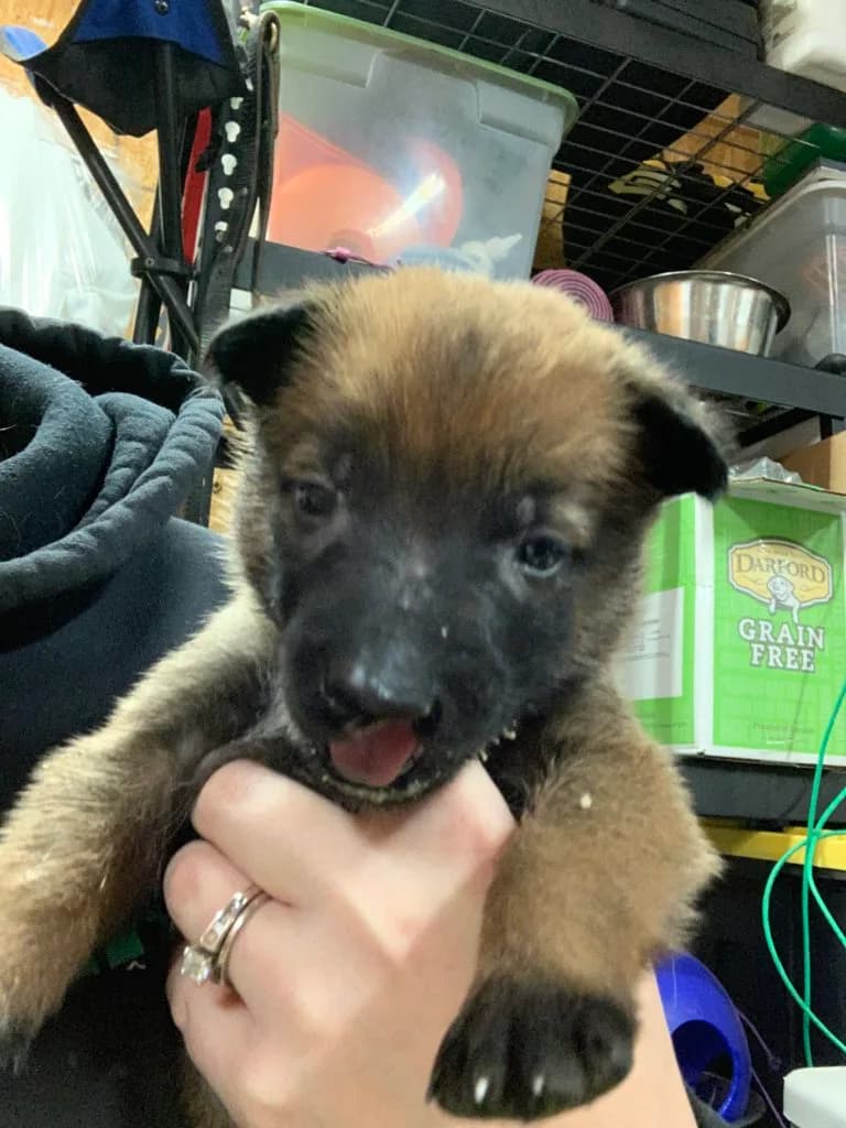 “B” Litter photo 88