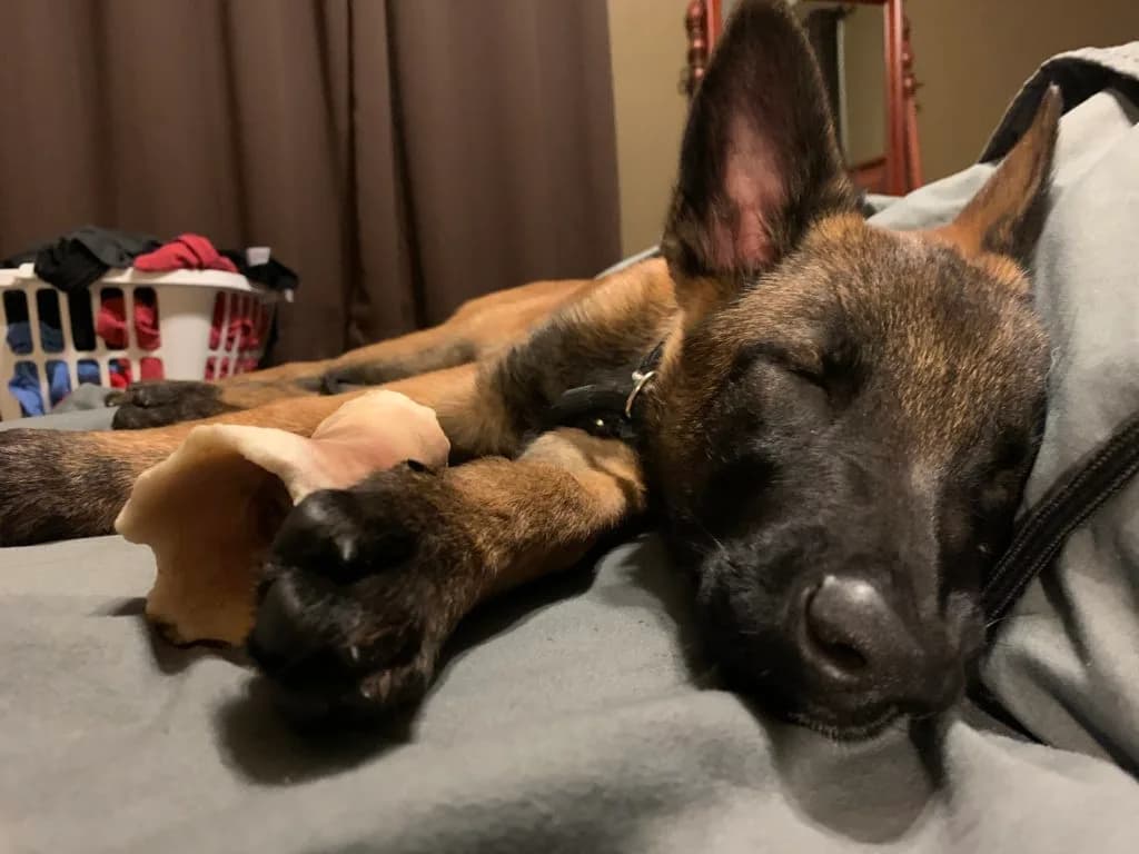 “B” Litter photo 372