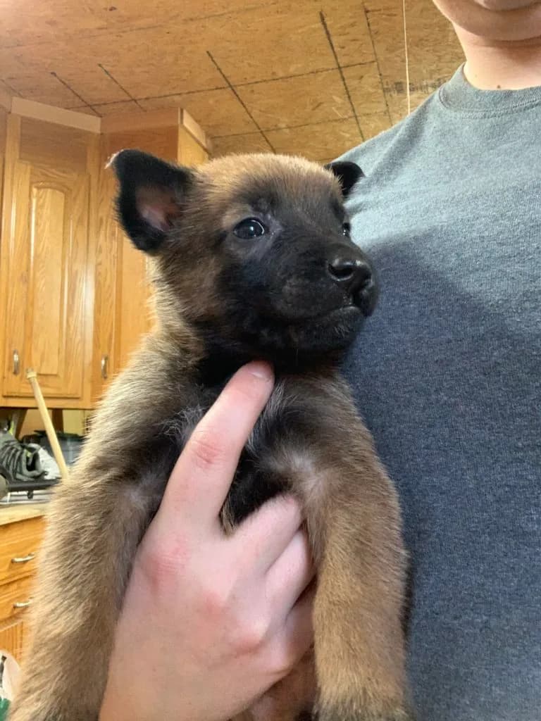 “B” Litter photo 105