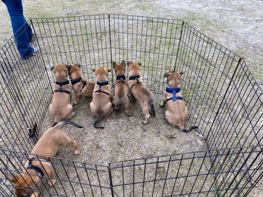 “B” Litter photo 147