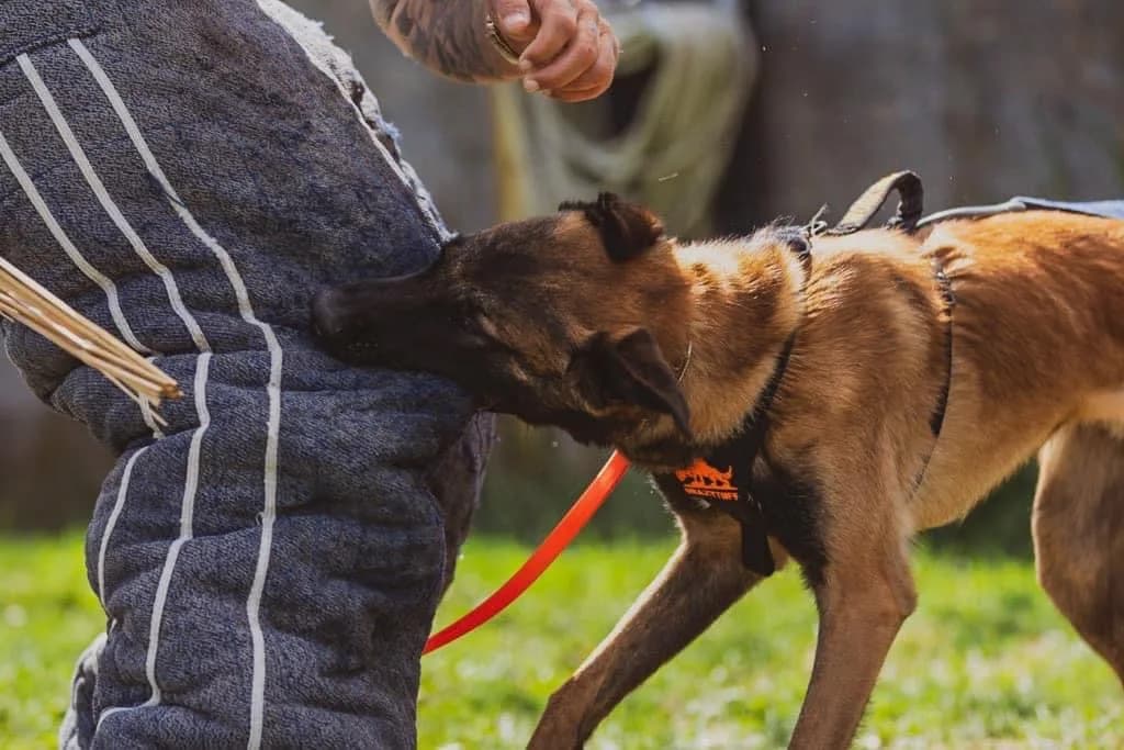 “B” Litter photo 419