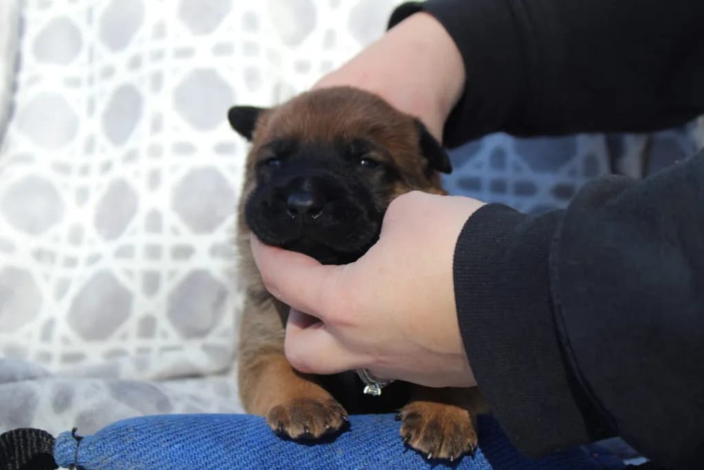 “B” Litter photo 54
