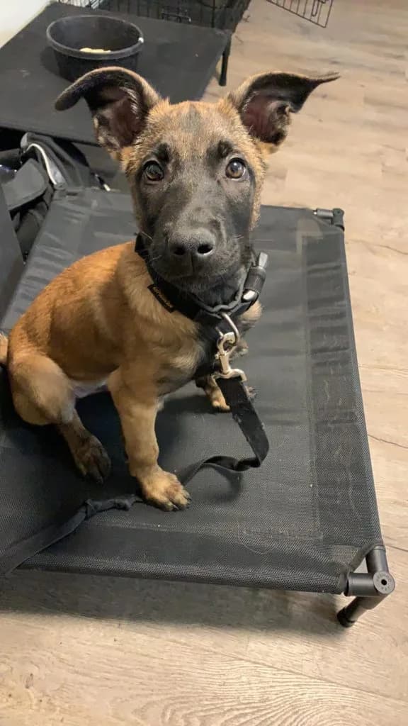 “B” Litter photo 347