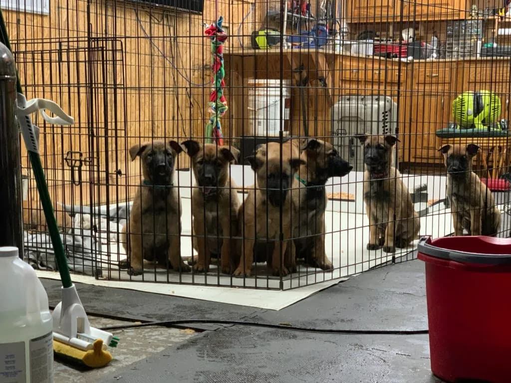 “B” Litter photo 260