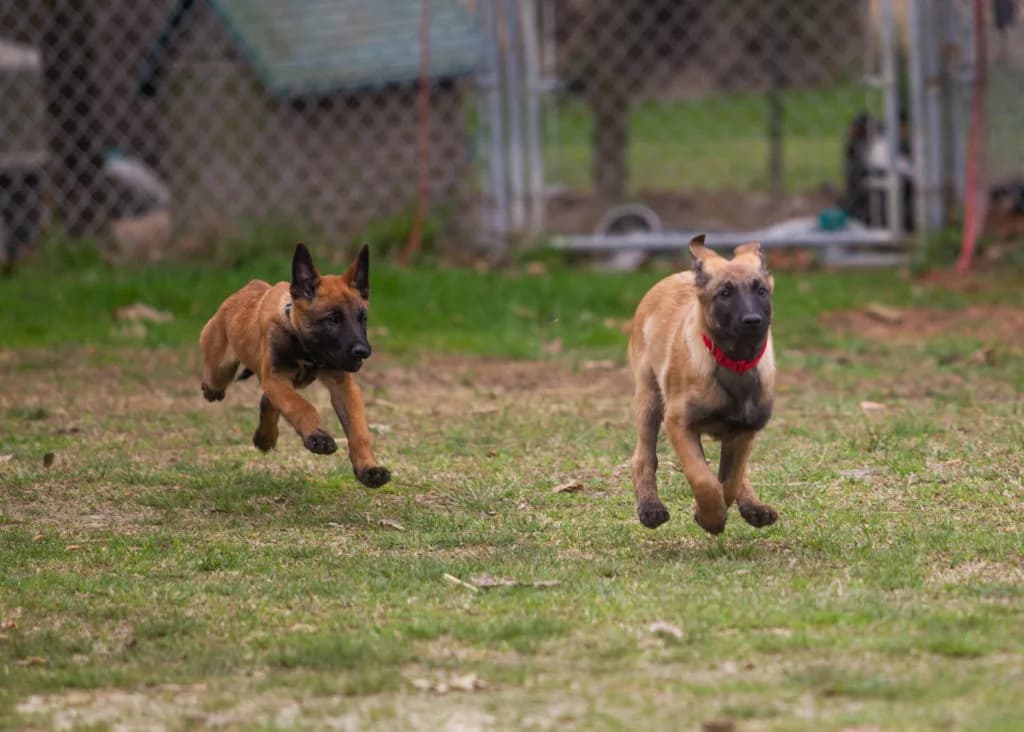 “B” Litter photo 346