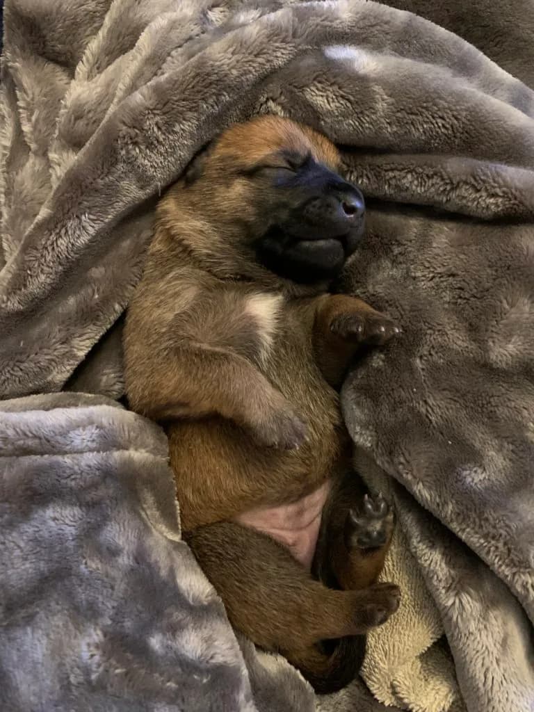 “B” Litter photo 15