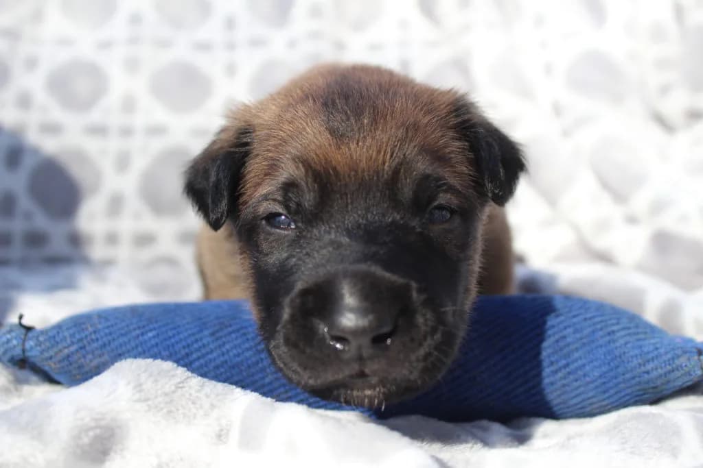 “B” Litter photo 31