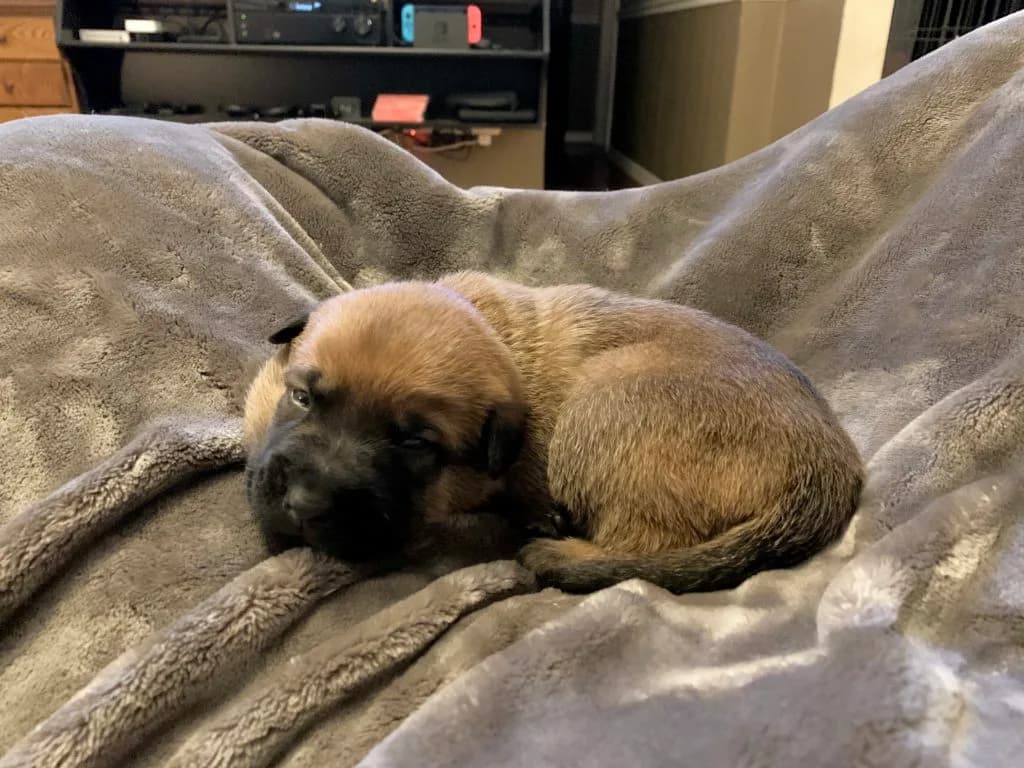 “B” Litter photo 24