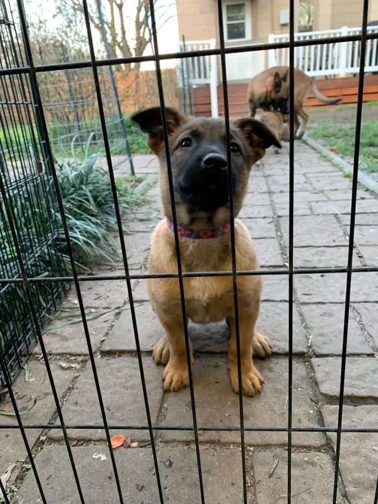 “B” Litter photo 186