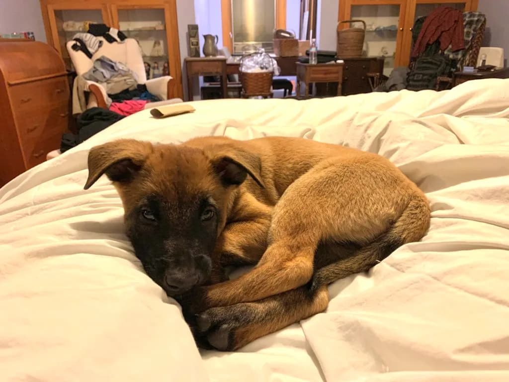 “B” Litter photo 276