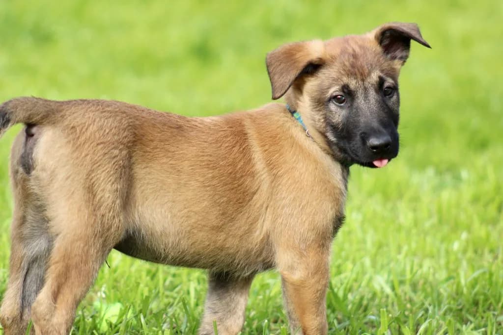 “B” Litter photo 252