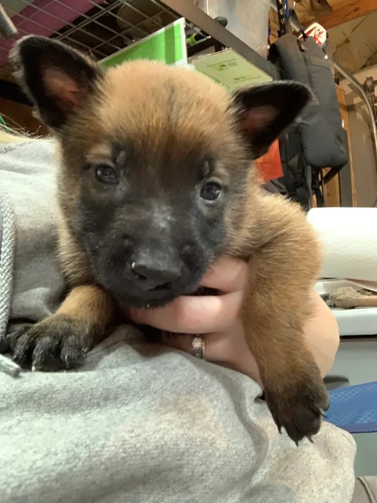 “B” Litter photo 113