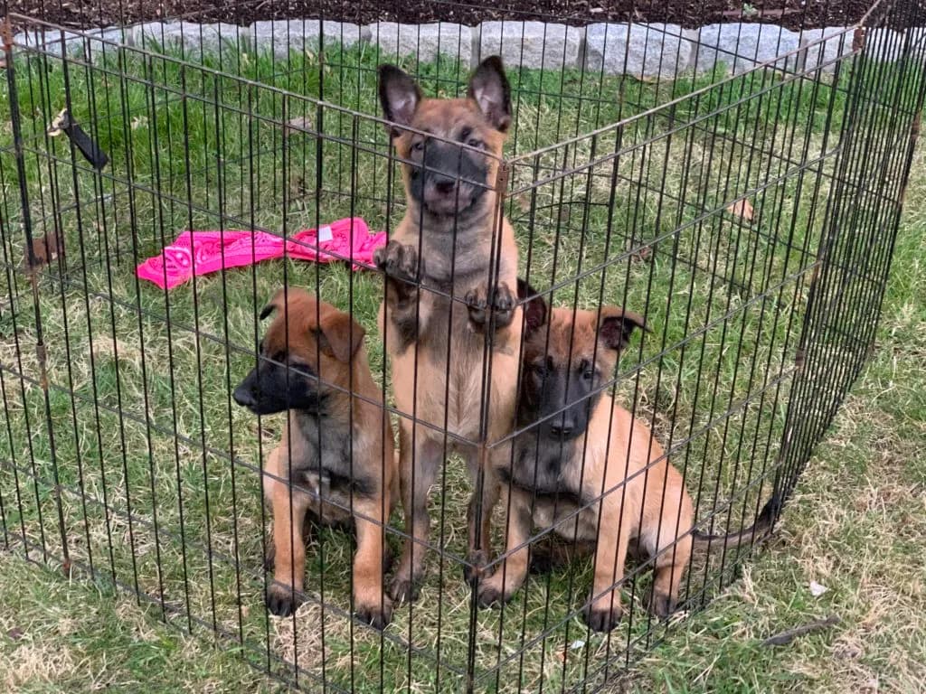 “B” Litter photo 280