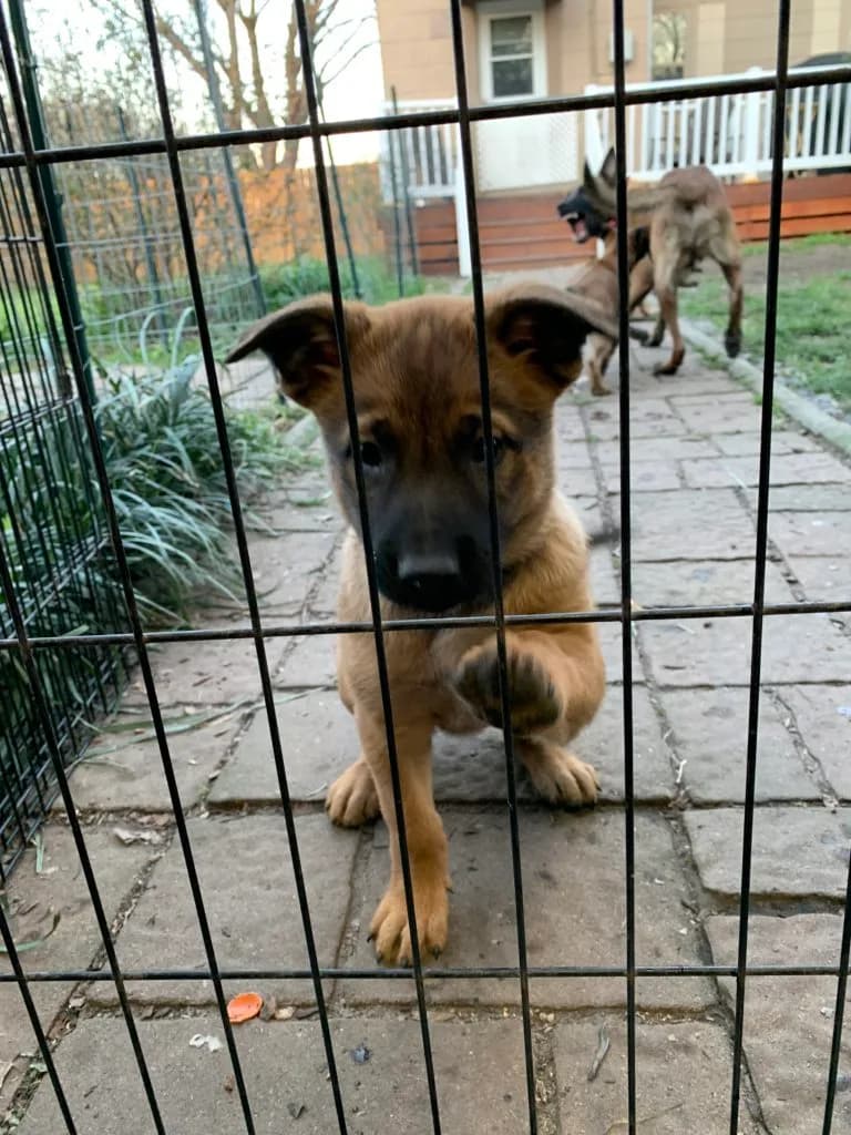“B” Litter photo 184