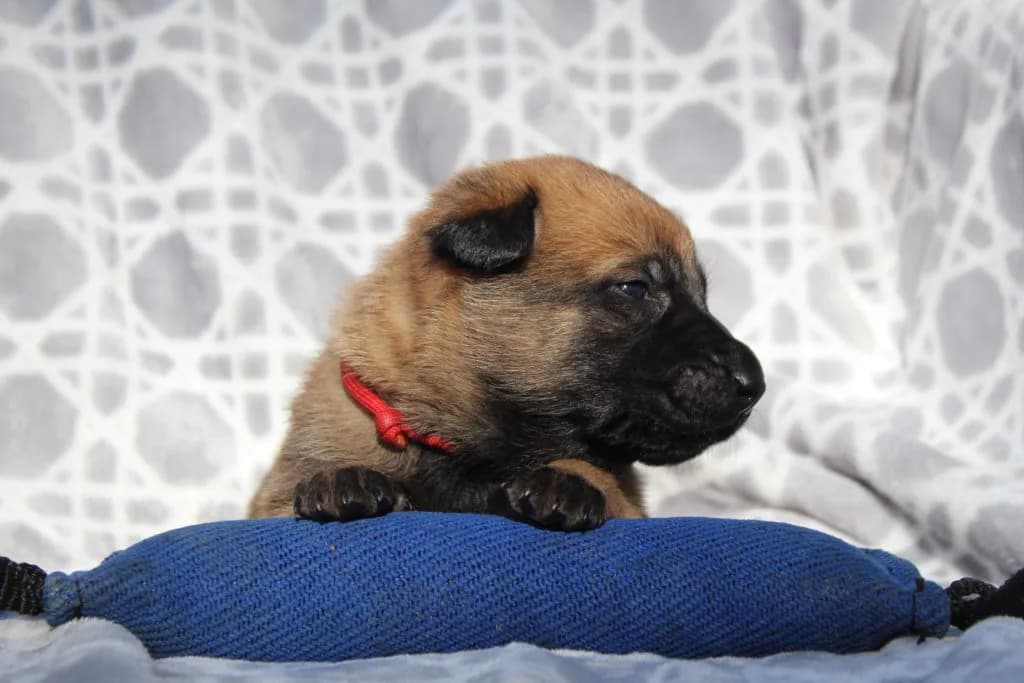 “B” Litter photo 68