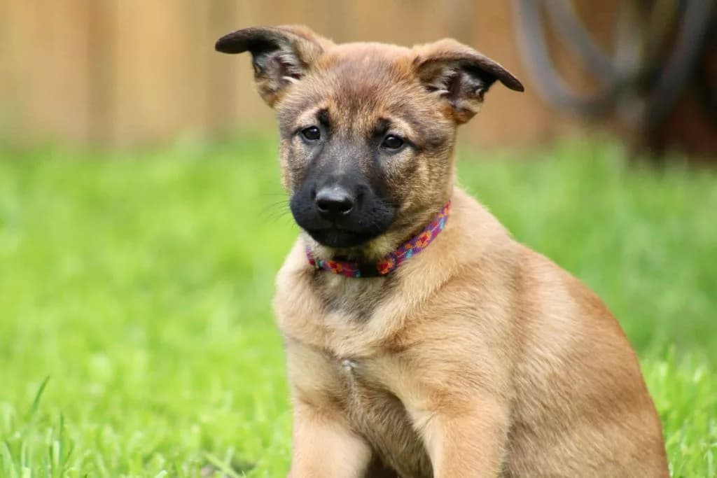 “B” Litter photo 224