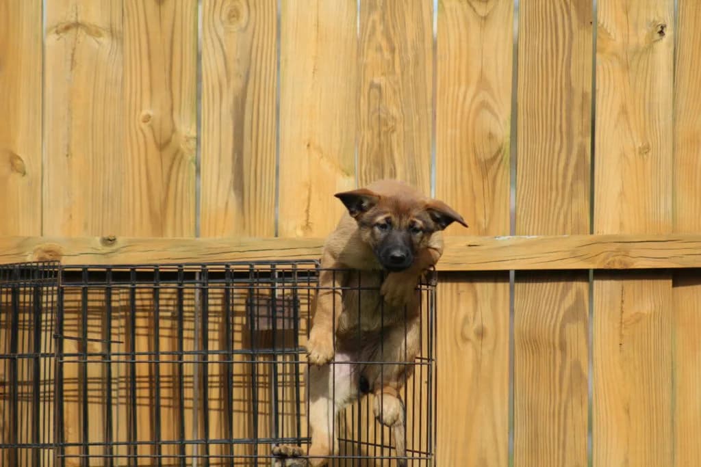 “B” Litter photo 254
