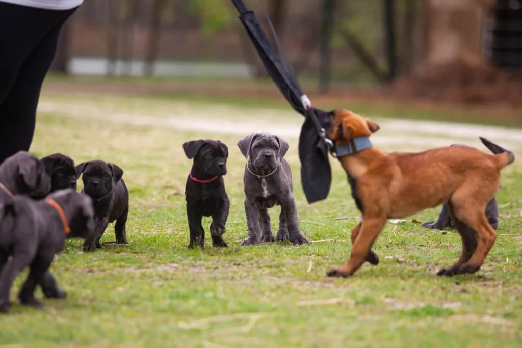 “B” Litter photo 331