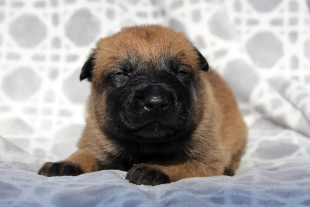 “B” Litter photo 64