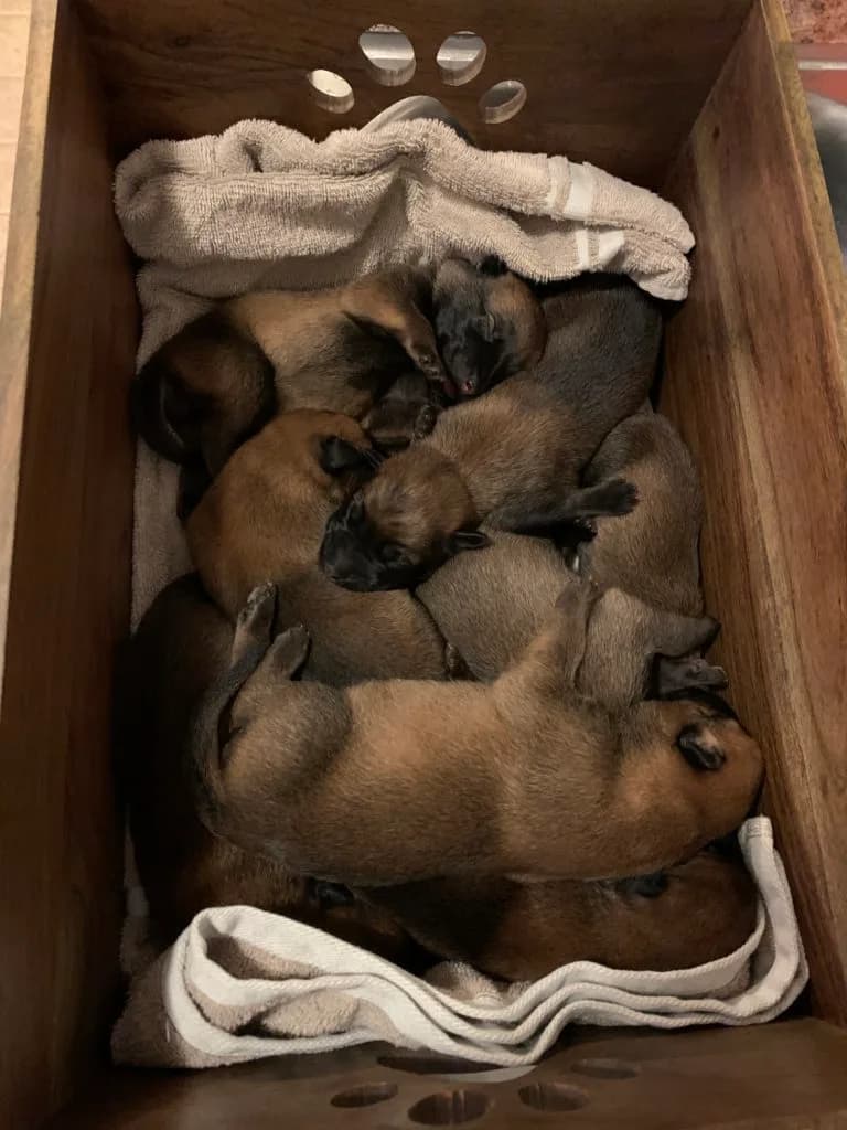 “B” Litter photo 3
