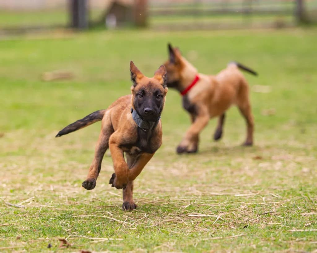“B” Litter photo 333