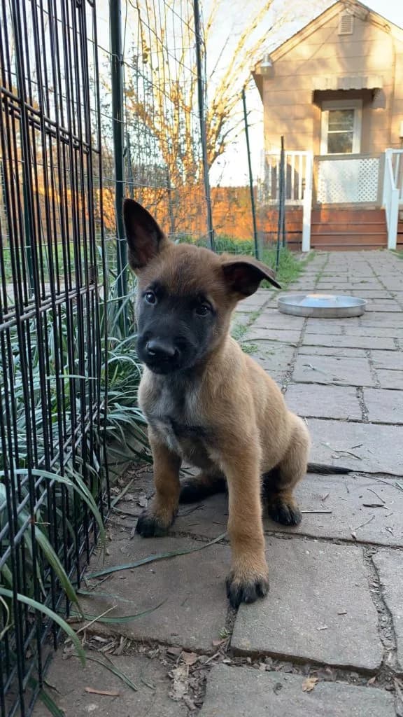 “B” Litter photo 175