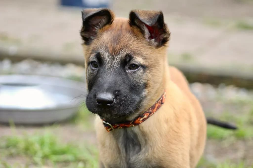 “B” Litter photo 202