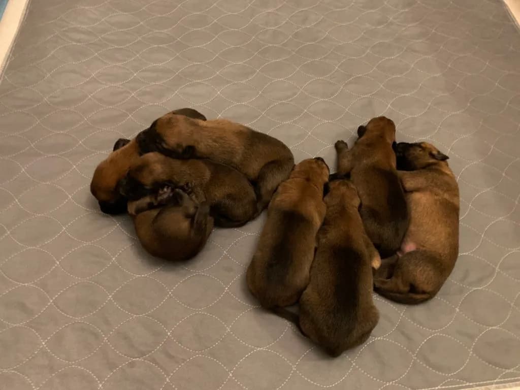 “B” Litter photo 12