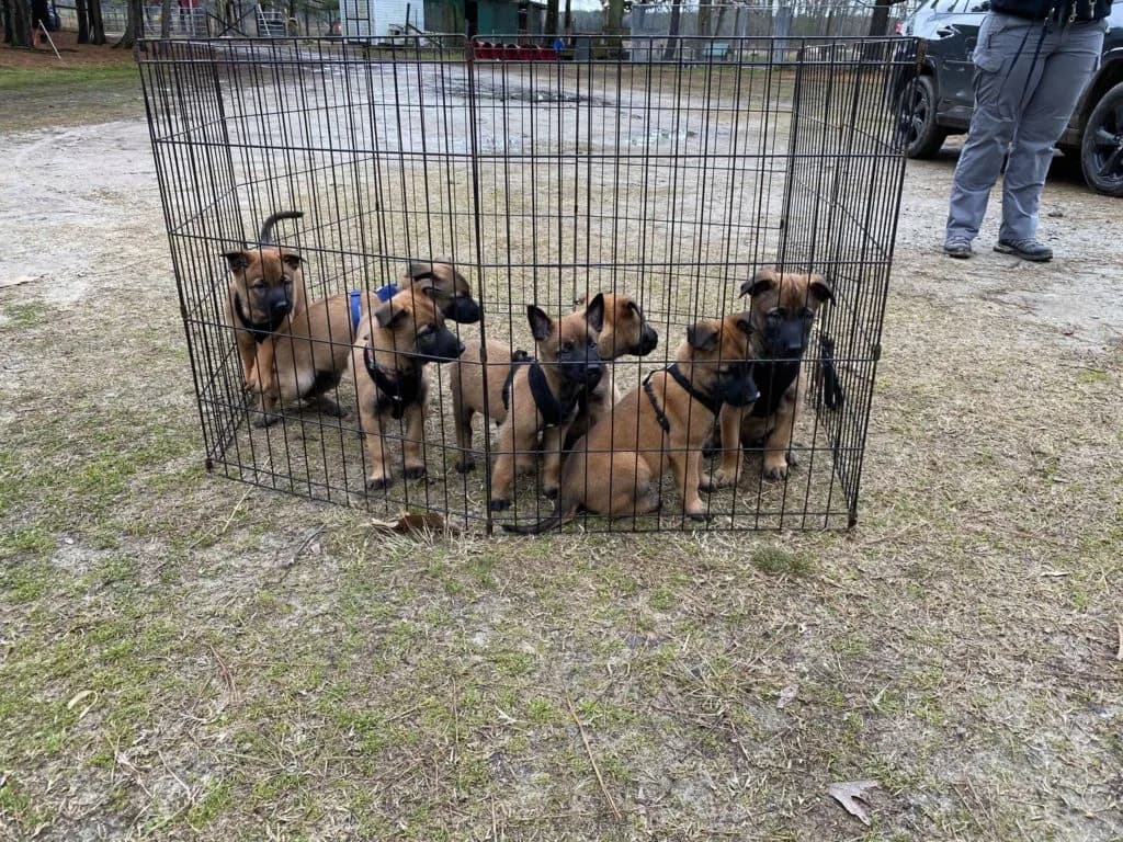 “B” Litter photo 166