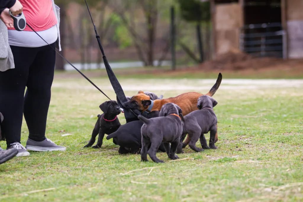 “B” Litter photo 329
