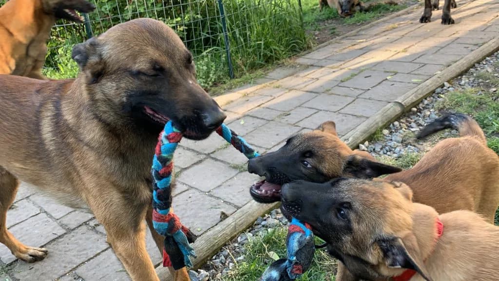 “B” Litter photo 361