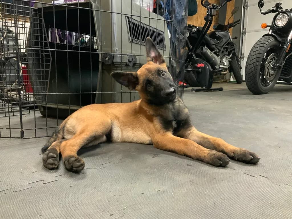 “B” Litter photo 309
