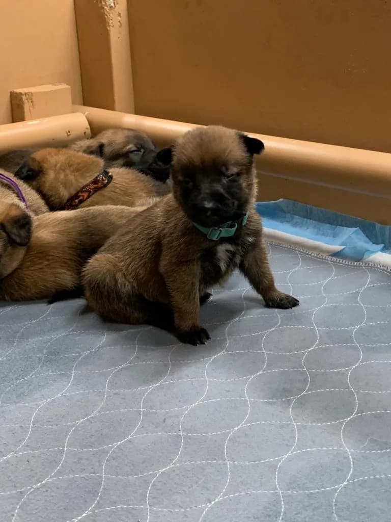 “B” Litter photo 79