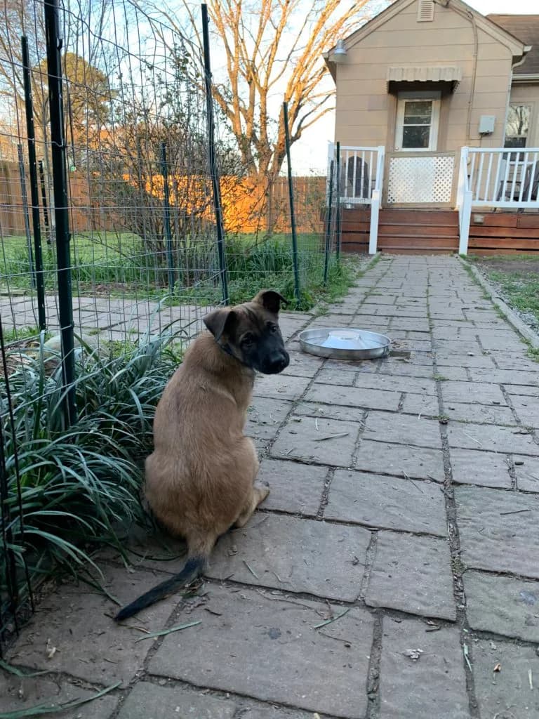 “B” Litter photo 179