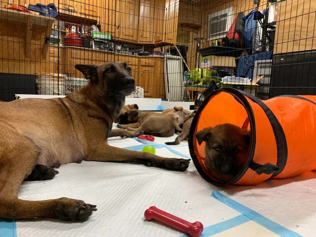 “B” Litter photo 134