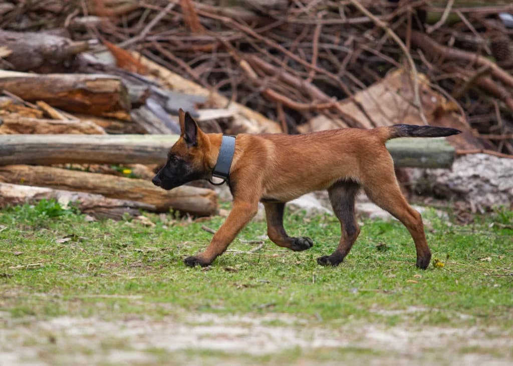 “B” Litter photo 340