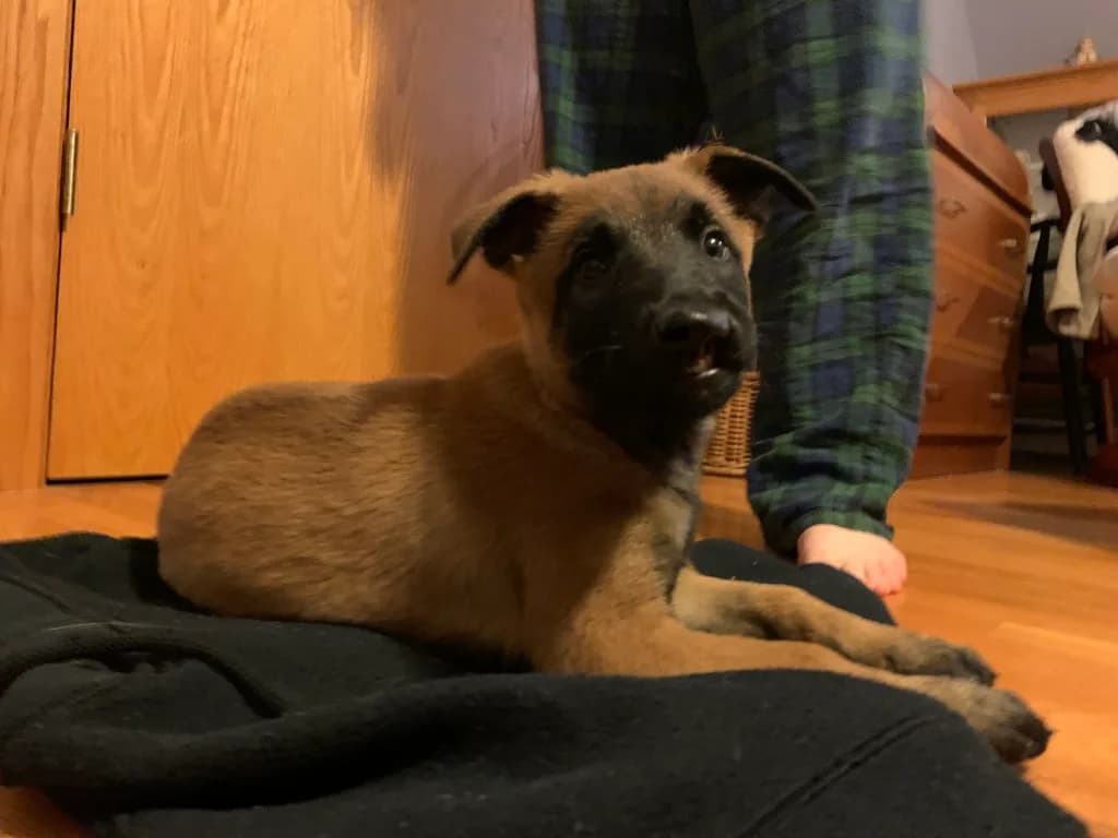 “B” Litter photo 279