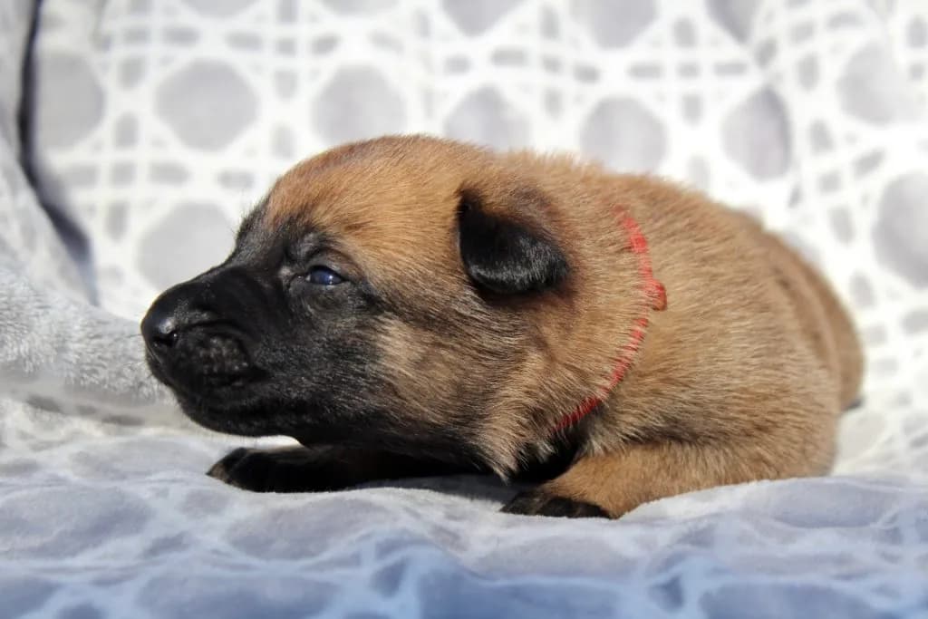 “B” Litter photo 63