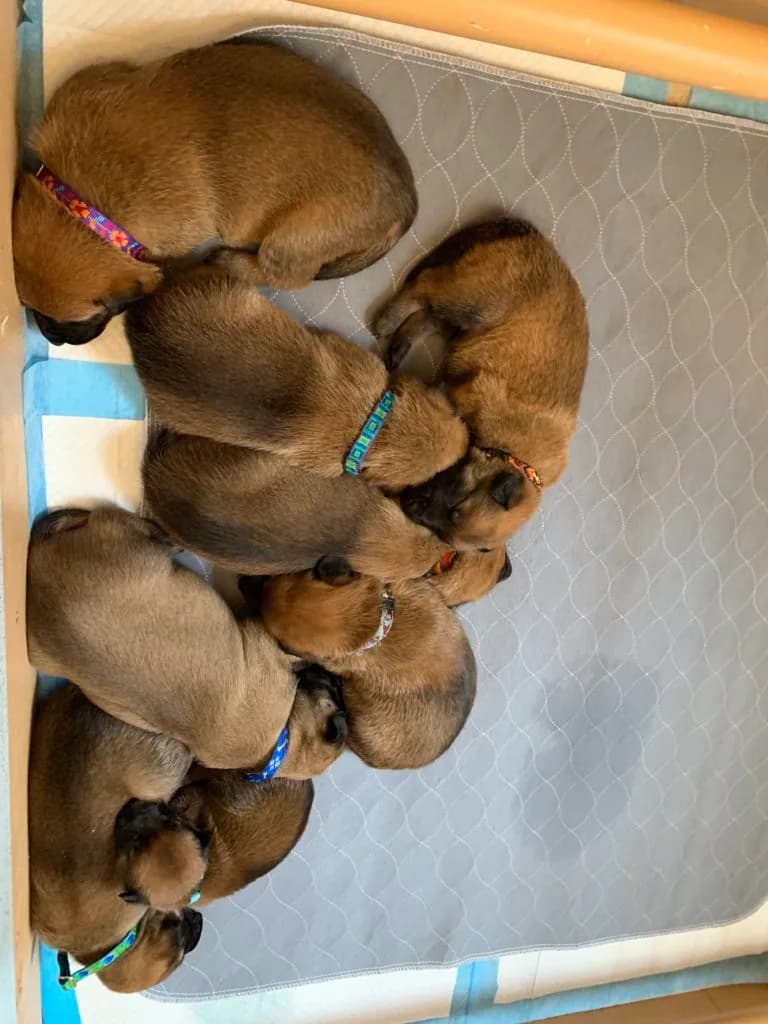 “B” Litter photo 78