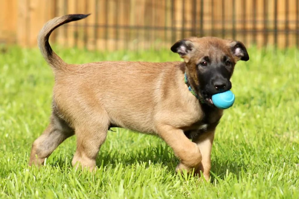 “B” Litter photo 240