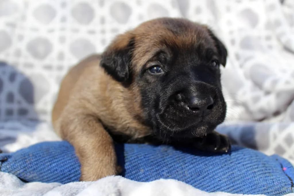 “B” Litter photo 30
