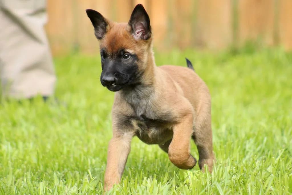 “B” Litter photo 234