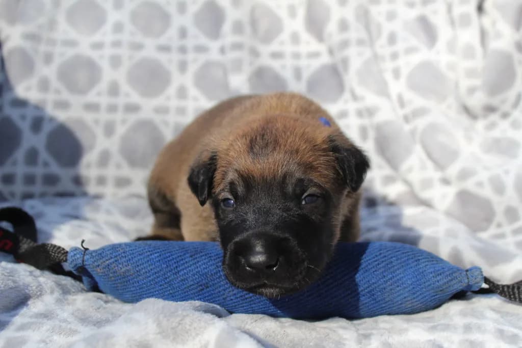 “B” Litter photo 36