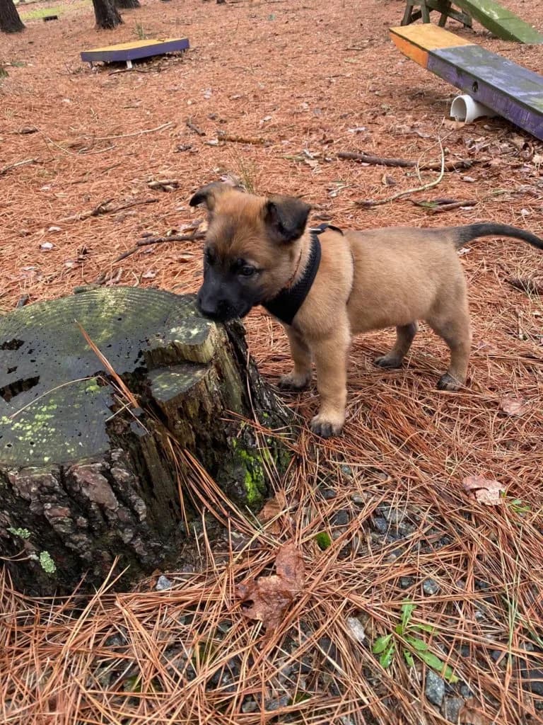 “B” Litter photo 151