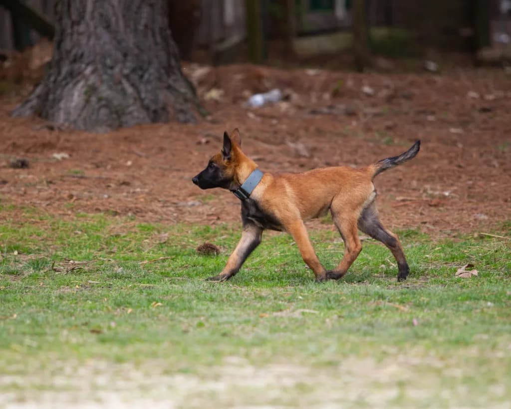 “B” Litter photo 342