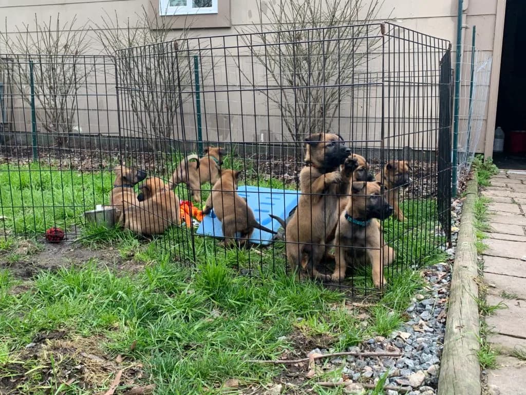 “B” Litter photo 137