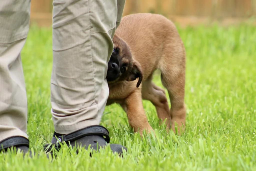 “B” Litter photo 219