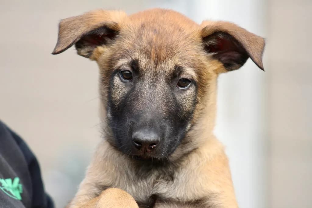 “B” Litter photo 247