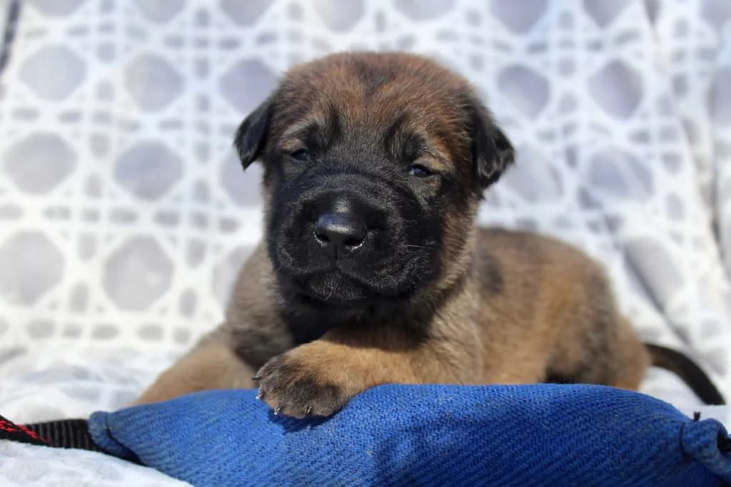 “B” Litter photo 46
